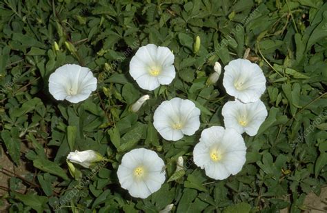 binkdwte|The Noxious, Persistent, Invasive, and Perennial Bindweeds